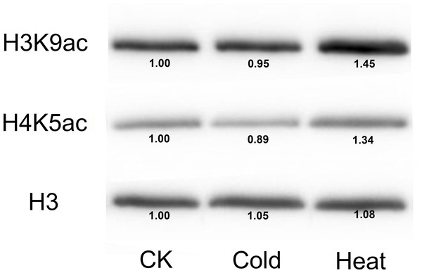 Immunoblot for the detection of H3K9ac and H4K5ac levels in seedling of the B73 inbred line under cold and heat treatments.