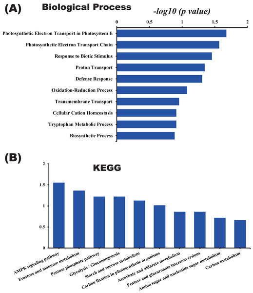 GO and KEGG pathway enrichment analysis of the pitaya proteome.