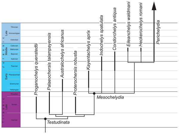 Phylogenetic hypothesis of basal turtles.