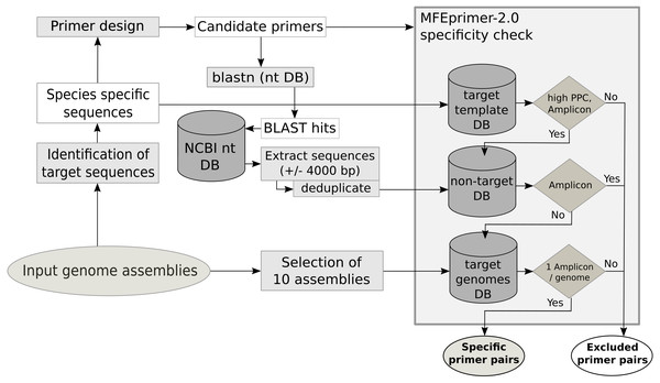 Schematic workflow of the database creation and the specificity check using MFEprimer-2.0.