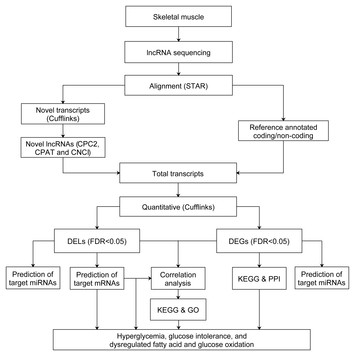 Comprehensive analysis of long non-coding RNAs and mRNAs in skeletal ...