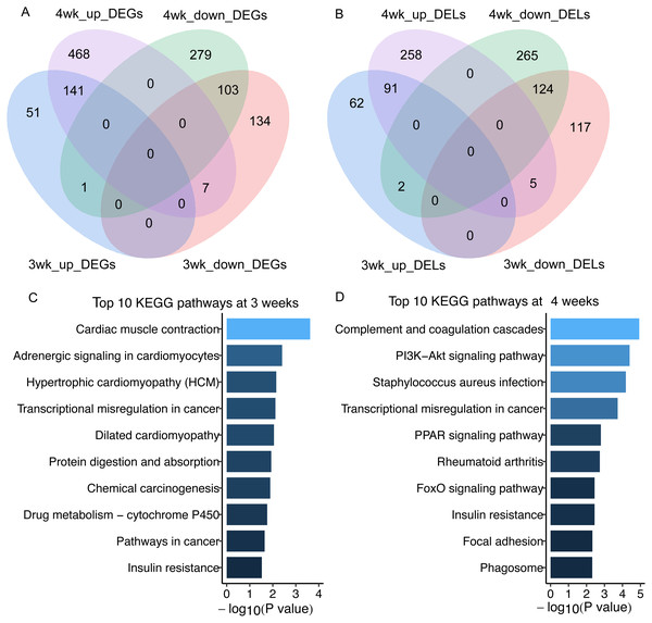 The differentially expressed lncRNAs and mRNAs in skeletal muscle of GK rats compared with aged-matched Wistar rats.