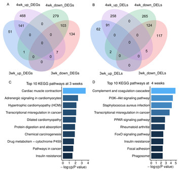 Comprehensive analysis of long non-coding RNAs and mRNAs in skeletal ...