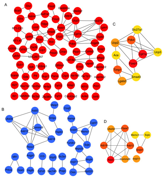 The top 10 mRNAs identified in protein–protein interaction networks.