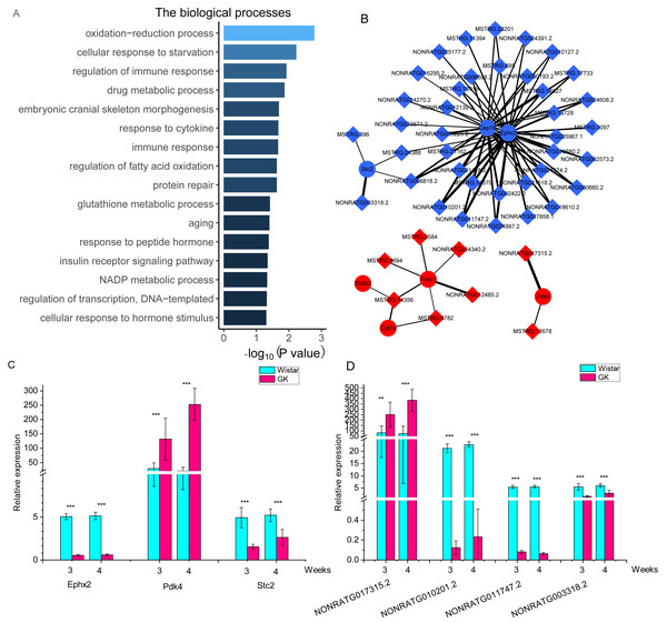 The co-expressed lncRNAs-mRNAs pairs with high correlation coefficients.