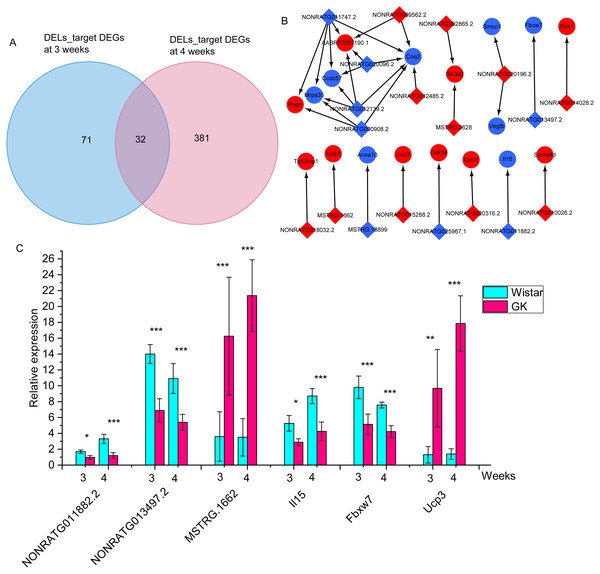 The differentially expressed target mRNAs for differentially expressed lncRNAs.