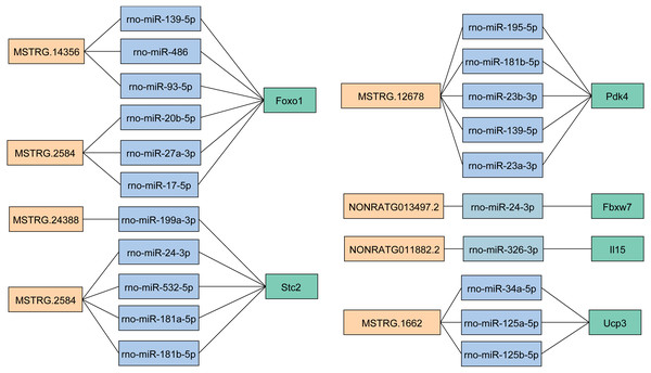 The target miRNAs of DEGs and DELs in key lncRNA-mRNA pairs.