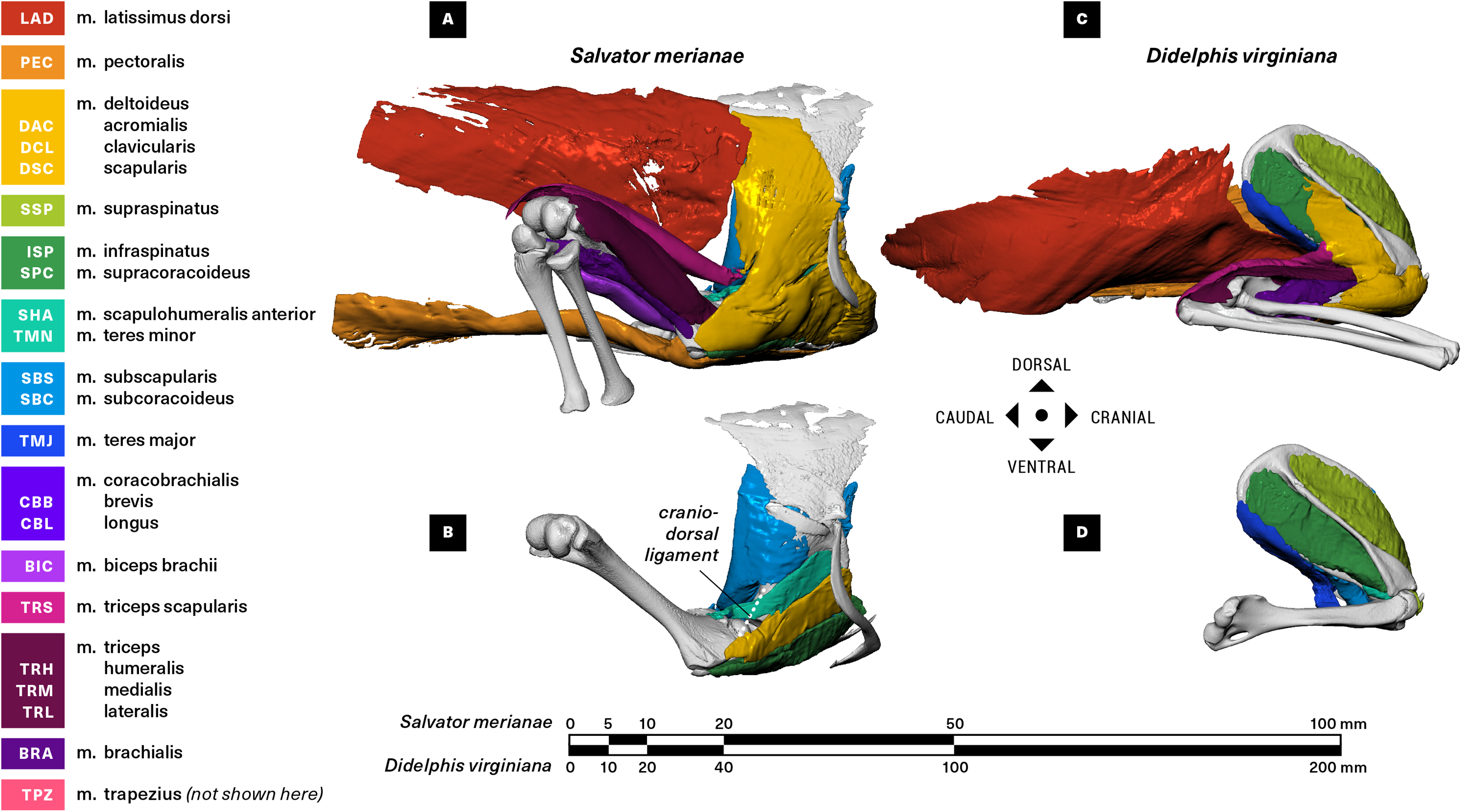 Broad similarities in shoulder muscle architecture and 