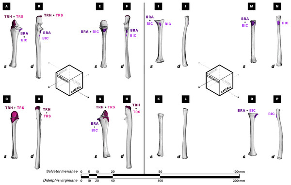 Muscle attachments on the right ulna (A–H) and radius (I–P) of Salvator merianae (s) and Didelphis virginiana (d).