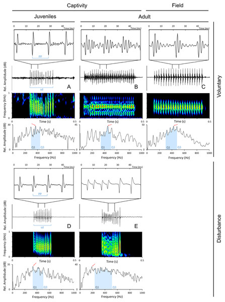 Oscillograms, spectrograms and power spectra of  Argyrosomus regius sounds, representing some of the measured acoustic parameters.