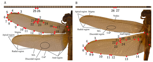 Landmarks on the forewing and hindwing of Libellulidae.