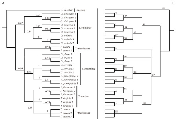 Bayesian Inference tree (A) and maximum likelihood tree (B).