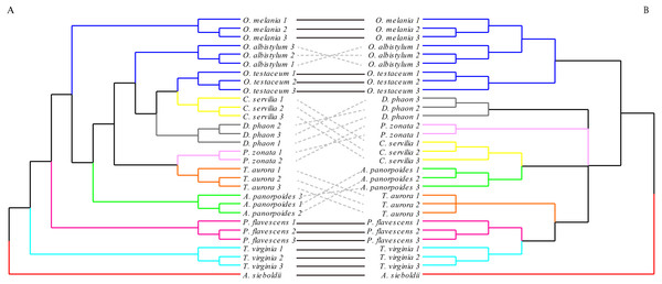 The morphological tree of hindwings (A) vs. maximum likelihood phylogram obtained with the molecular dataset (mitochondrial COI+ nuclear 18S rRNA + ITS1+5.8S rRNA+ITS2 + 28S rRNA (B).