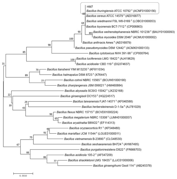 Phylogenetic relationships by a neighboring analysis of the 16S rRNA gene sequences showing the position of the strain HM7.