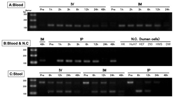 Confirmation of the accuracy and specificity in TaqMan qPCR using agarose gel electrophoresis.