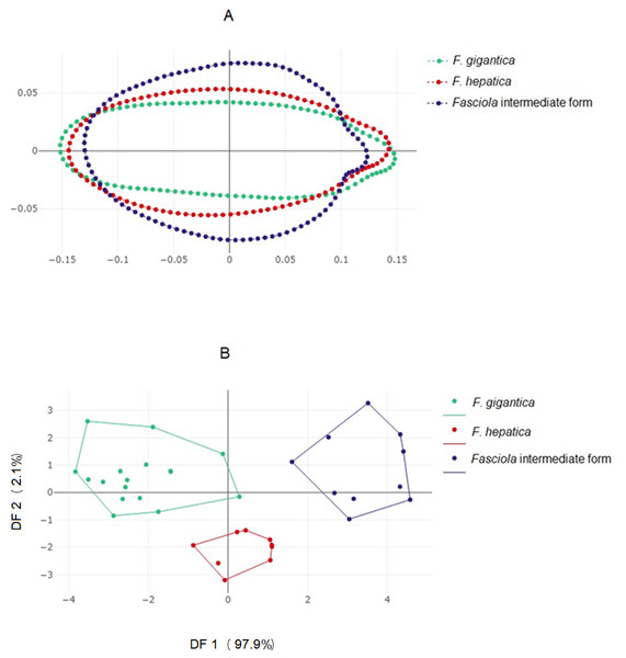 Shape variation of Fasciola. spp. based on the outline-based analysis.