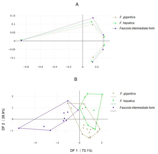 Shape variation of Fasciola. spp. based on landmark-based analyses.