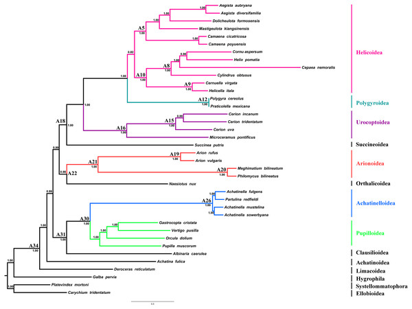 Stylommatophoran phylogenetic tree constructed under BI using the dataset 8P12RNA.