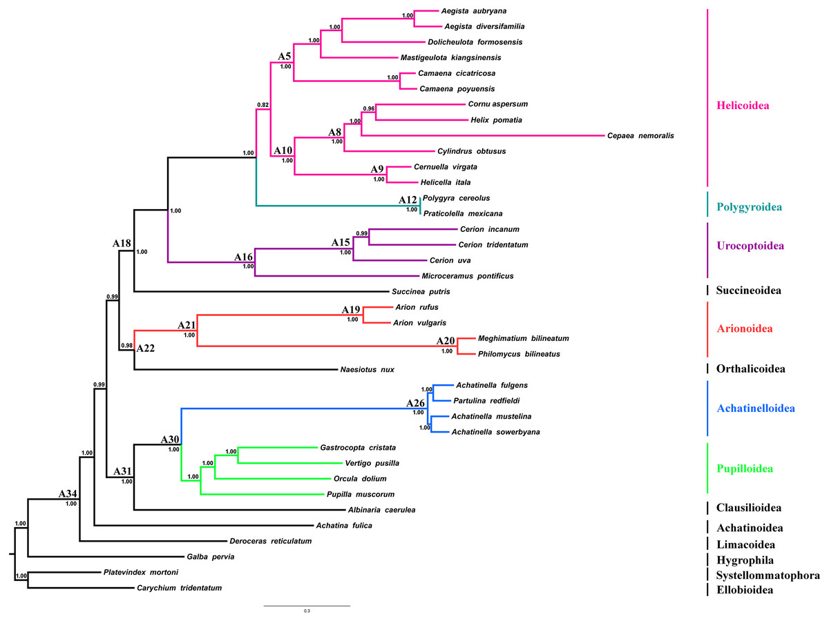 The complete mitogenome of Arion vulgaris Moquin-Tandon, 1855 ...