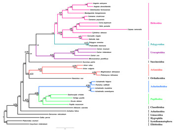 The complete mitogenome of Arion vulgaris Moquin-Tandon, 1855 ...