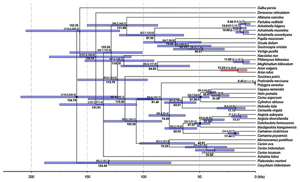 Dated phylogenetic tree.