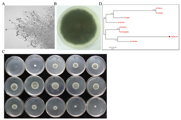 Isolation of A. glaucus ‘CCHA’ strain and salt-tolerance tests.