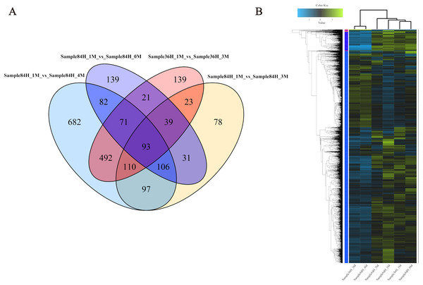 Expression profiles of A. glaucus ‘CCHA’ genes under salt stresses.