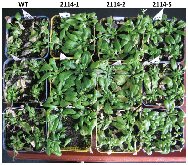 Phenotypes of wild-type (WT) and transgenic A. thaliana under long-term salt stresses in the growth chamber.