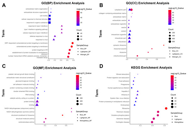 Top five terms of GO and KEGG pathway enrichment analysis in blue, light green and midnight blue modules.