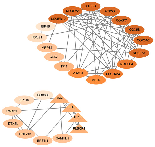 Protein–protein interaction network of 45 hub genes.