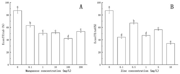 Effect of Mn and Zn on csn7 expression of P. nicotianae at the stage of sporangiogenesis based on Ecsn7/Etub.