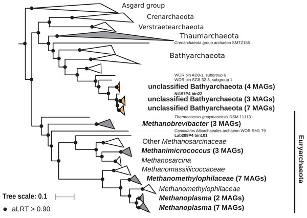 Phylogenomic tree of the archaeal domain.