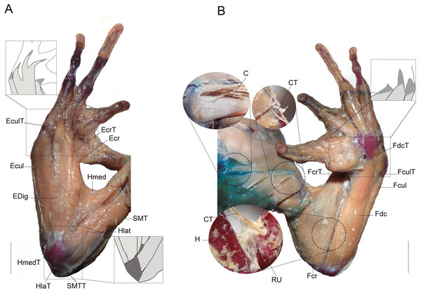 Muscles and tendons of the right forelimb of anuran species, and their respective large bones.