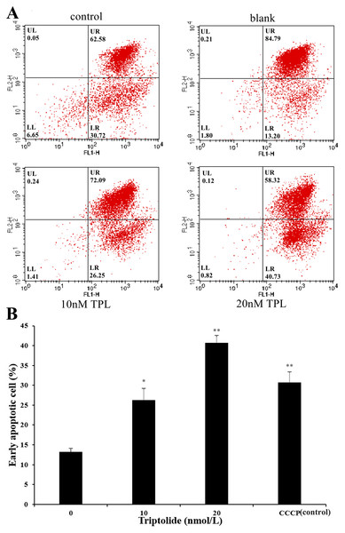 Flow cytometric analysis of SKOV-3 cells using the MitoProbe JC-1 Assay Kit.