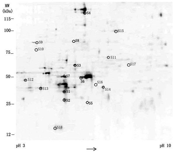 The results of differential gene expression in TPL-treated SKOV-3 cell.