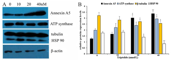 Validation of differential expression proteins by western blotting of TPL.