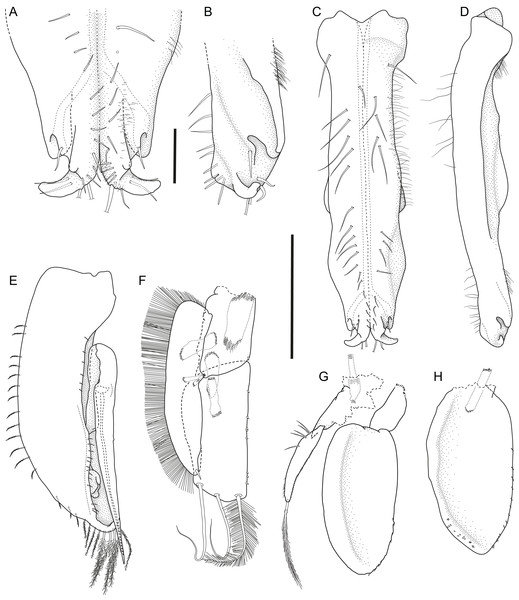 Macrostylis metallicola n. sp. paratype ♂ 1242 (SMF 50942) digitized pencil drawings of pleopods.