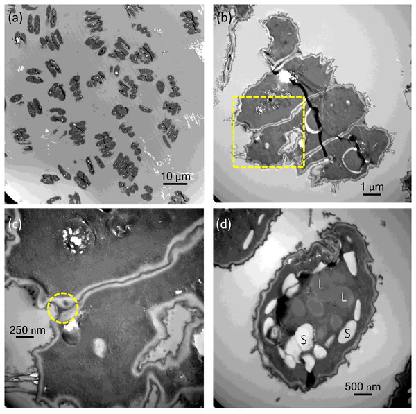 Transmission electron micrographs of Desmodesmus komarekii cells under indole-3-acetic acid (IAA) treatment.