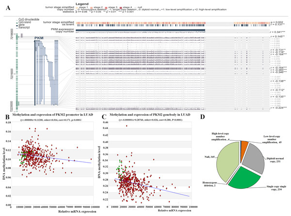 Relationship between PKM2 expression and its methylation and CNVs in LUAC.