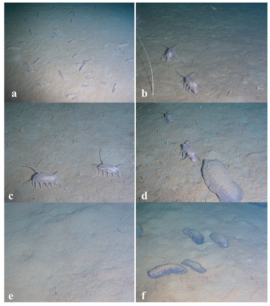 Images of dominant megafauna at different depths.