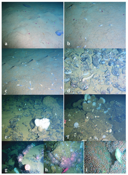 Images of dominant megafauna at different depths (continued).