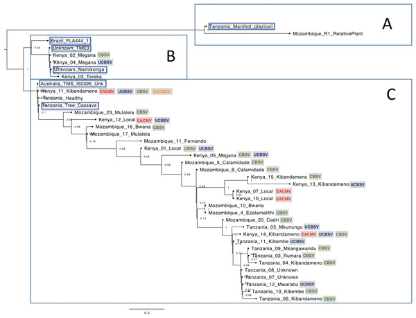 Phylogenetic relationships among cassava chloroplast coding regions collected in East Africa.