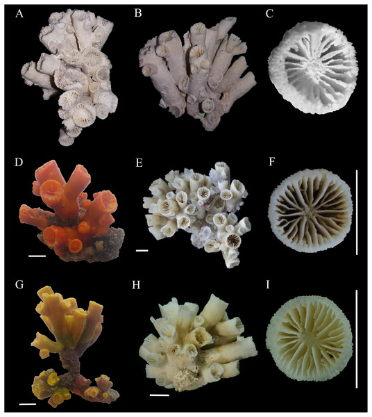 Colonies and corallites of Atlantia caboverdiana.