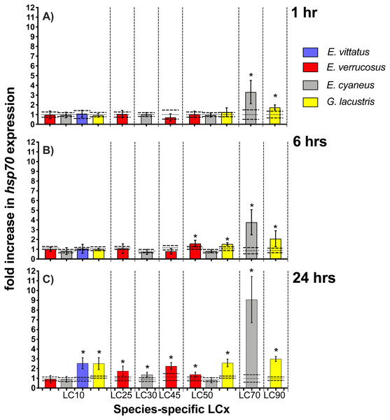 Hsp70 transcript levels in tissue of the different amphipod species upon exposure to CdCl2 for 1, 6 and 24 hrs.