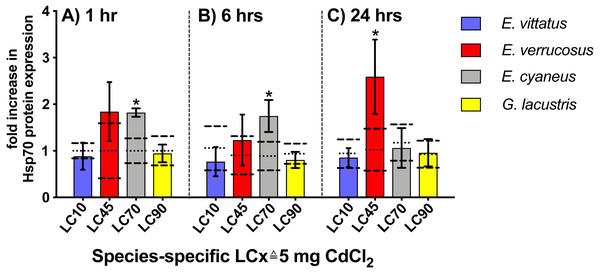 Hsp70 protein levels in tissue of the different amphipod species upon exposure to 5 mg/L CdCl2 for 1, 6 and 24 hrs.