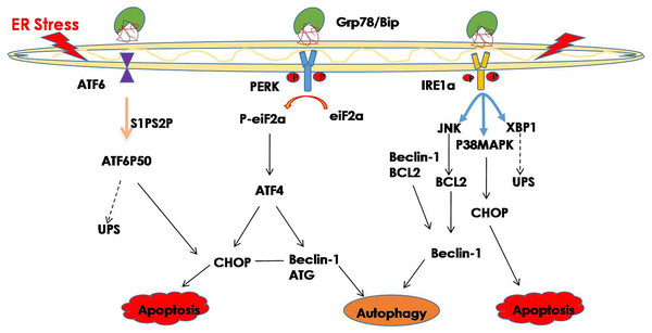 ER stress and its degradation pathways.