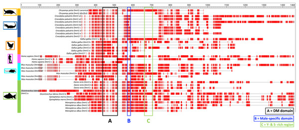 Protein alignment of canonical and ΔEx2Ex3 Dmrt1 transcripts in Chrysemys picta and isoforms from selected vertebrates.