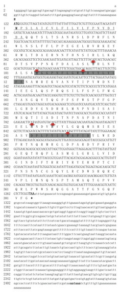 Nucleotide and deduced amino acid sequences of R. philippinarum tyr 9.