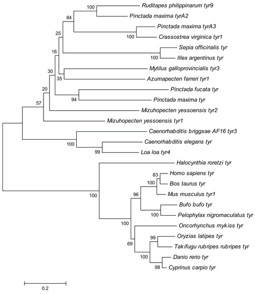 Phylogenetic tree of R. philippinarum tyr9 and tyr gene of other species was constructed with the MEGA 10.0 software using the neighbor-joining method.
