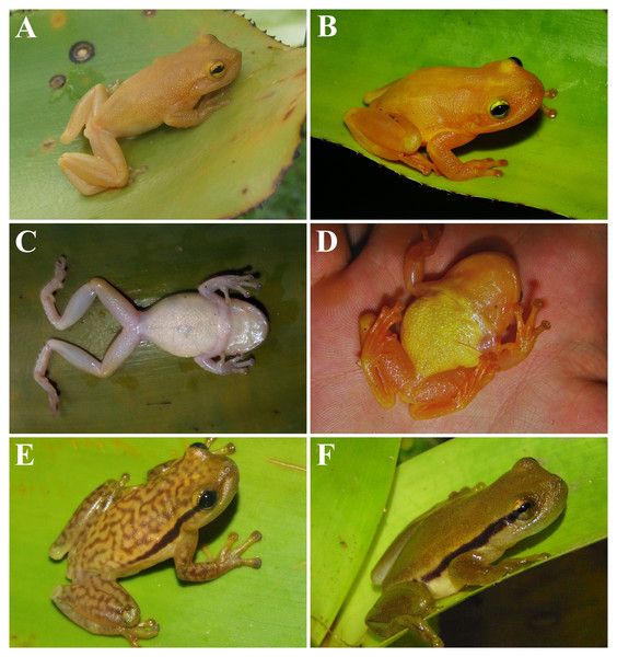 Phyllodytes magnus sp. nov (A, B, C, D), P. maculosus (E) and P. kautskyi (F) in life.